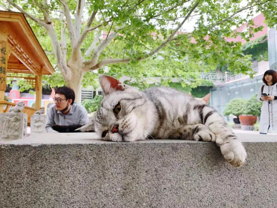 谜之颜值马都督