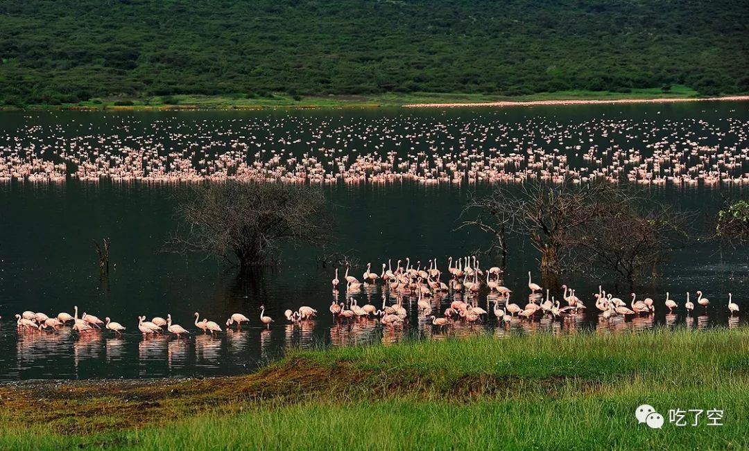 喜欢群居的小火烈鸟