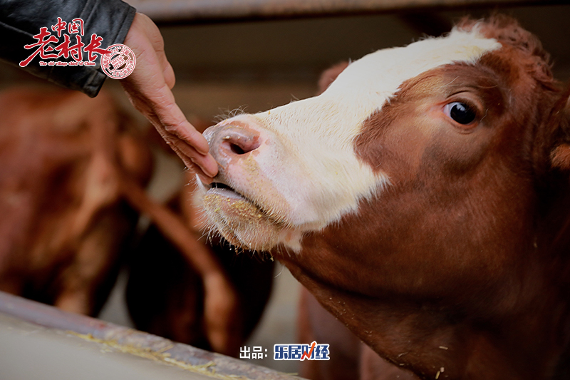 家国同梦礼献新中国70周年#他,从祖辈手中接过赶羊鞭,脱贫不忘家乡