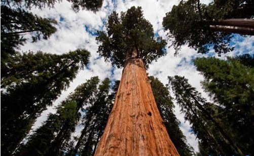 在植物世界里的吉尼斯记录中,位于澳大利亚草原的杏仁桉被评为世界上