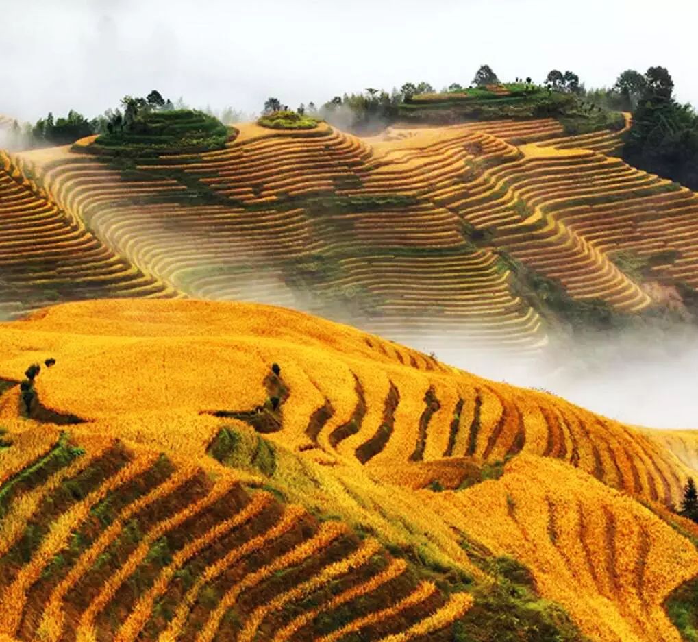 这个秋季一定要去龙脊梯田最美的秋色