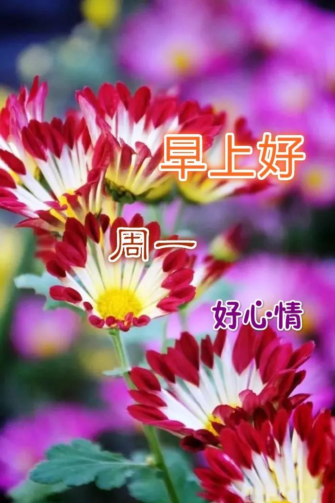 非常漂亮的週一早上好圖片帶鮮花早安帶字帶祝福語圖片