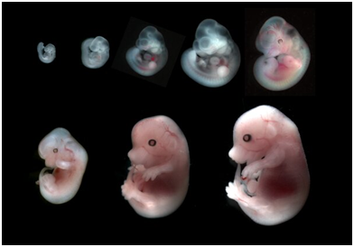 science受控的水力壓裂讓哺乳動物胚胎髮育成形