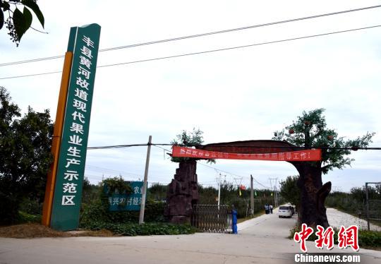 江苏丰县黄河故道:昔日“百里荒沙碱滩”今50万亩“中华果都”__凤凰网