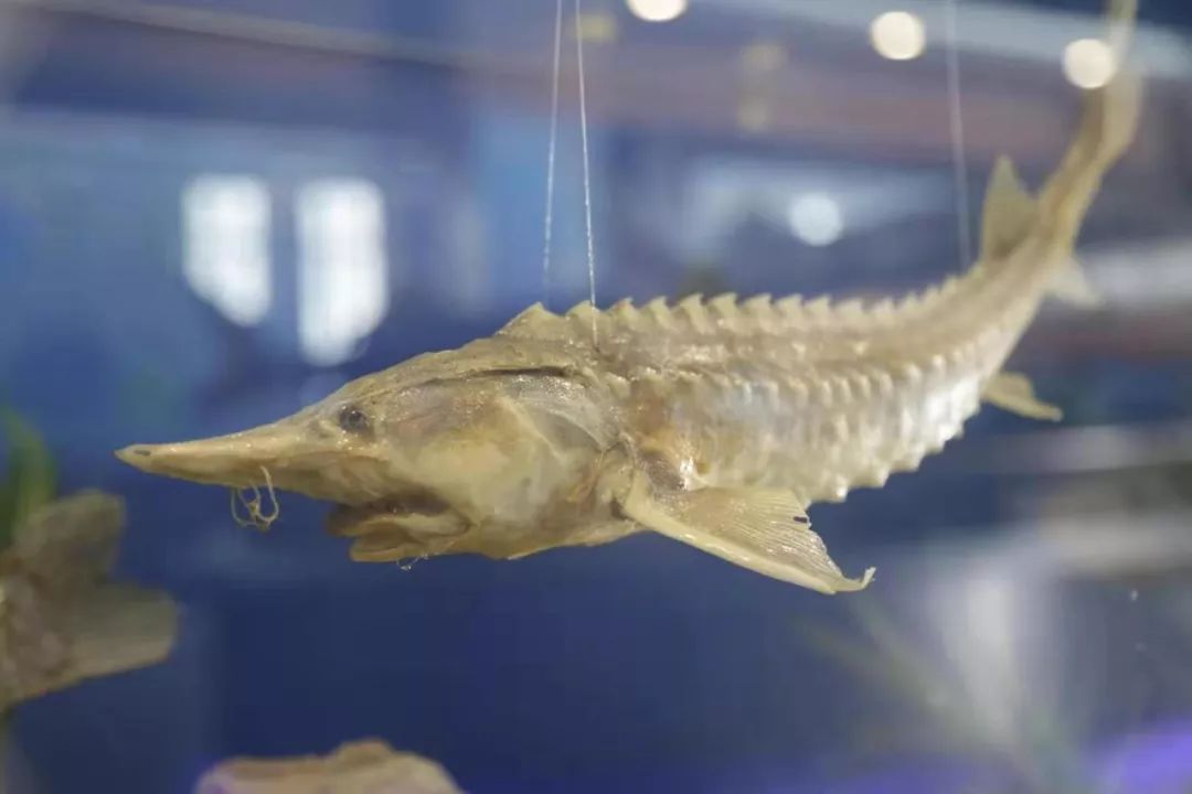 包括有淡水鱼之王之称的蝗鱼标本"三花五罗"标本和大马哈鱼标本品种之