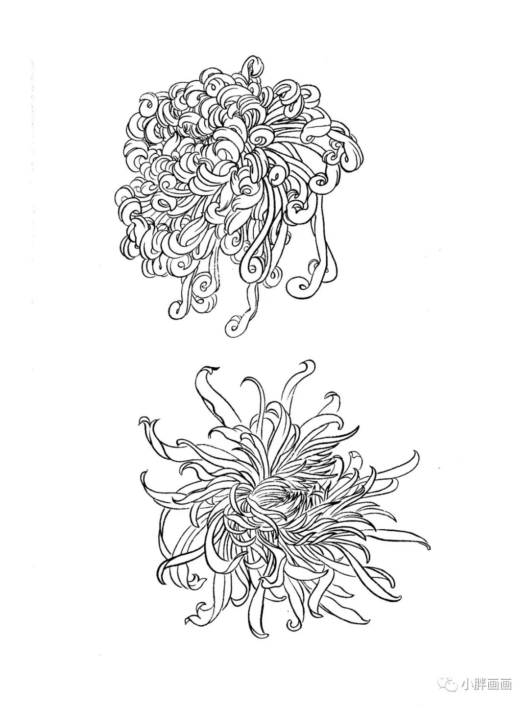 第1张关注小胖,再也不缺画稿了!超好看的30张白描菊花!