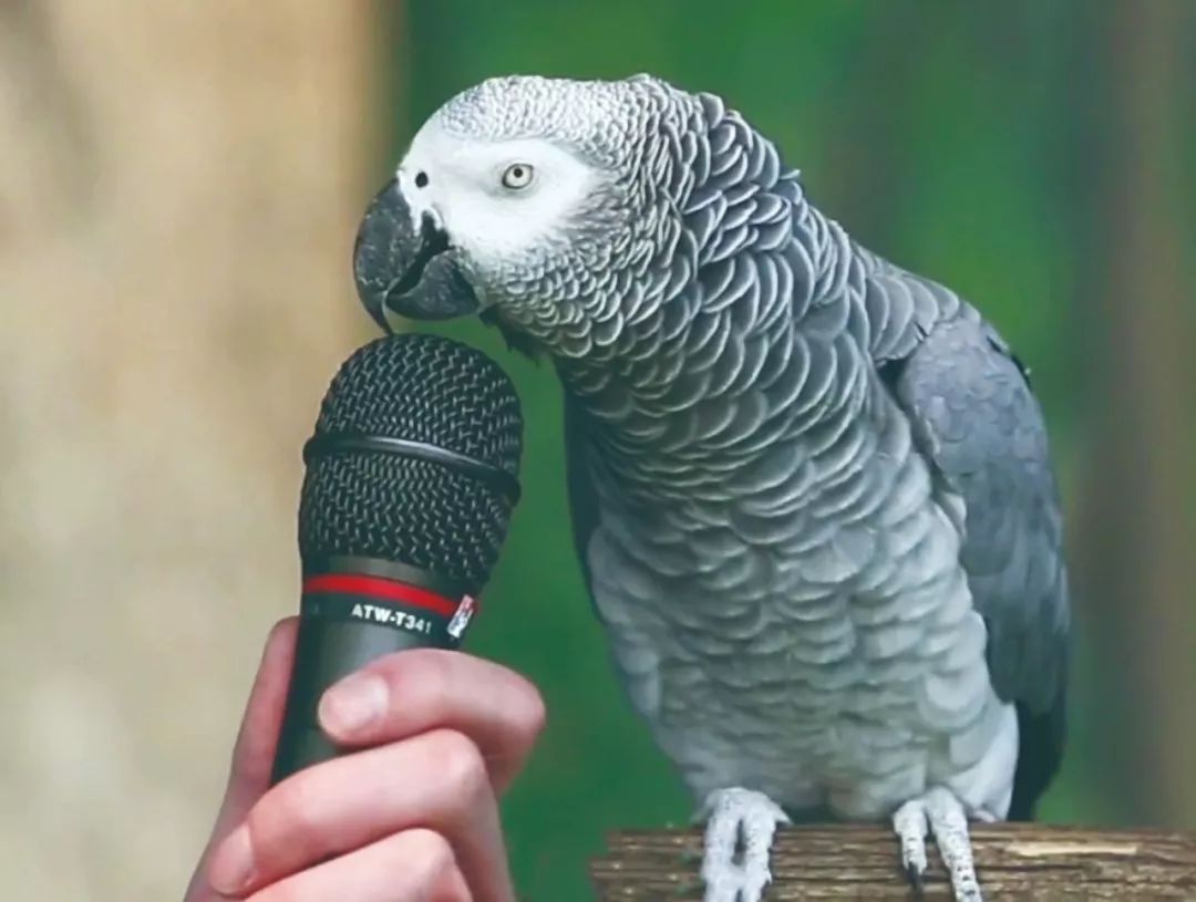 为什么鹦鹉能说话人类近亲却不能