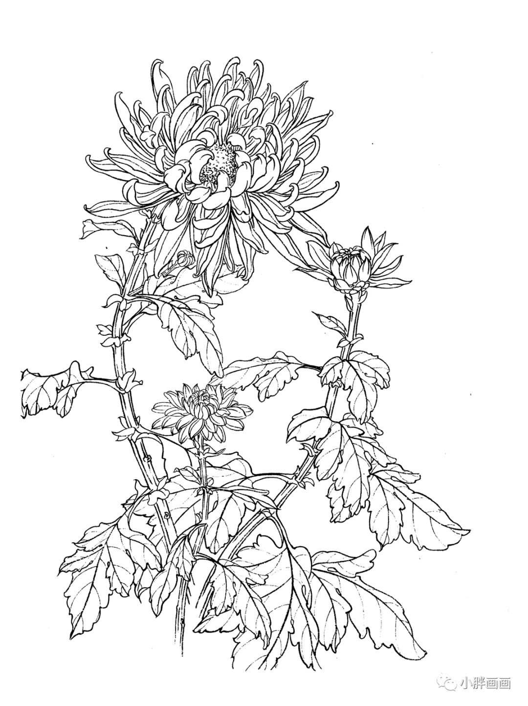超好看的30张白描菊花!看完现在就画
