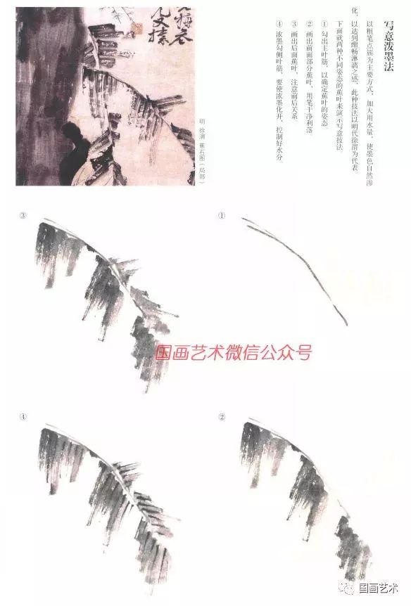 书画鉴赏丨芭蕉的写意泼墨画法