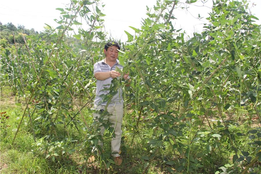 戴国林在学校菜地为学生摘菜,准备饭菜 日复一日,年复一年.