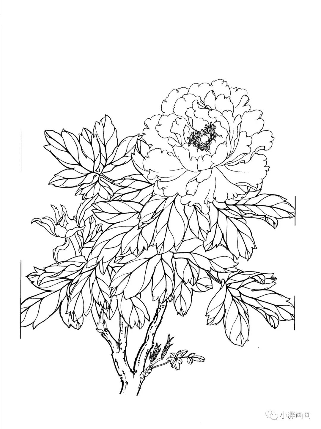 关于牡丹的白描图都很精美.
