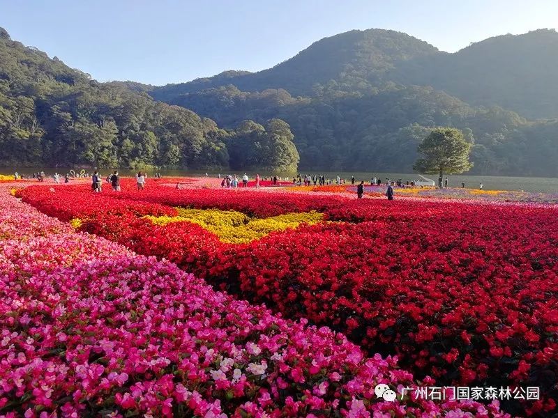 12月19日:从化被确定为全国乡村治理体系建设试点;第十七届石门红叶