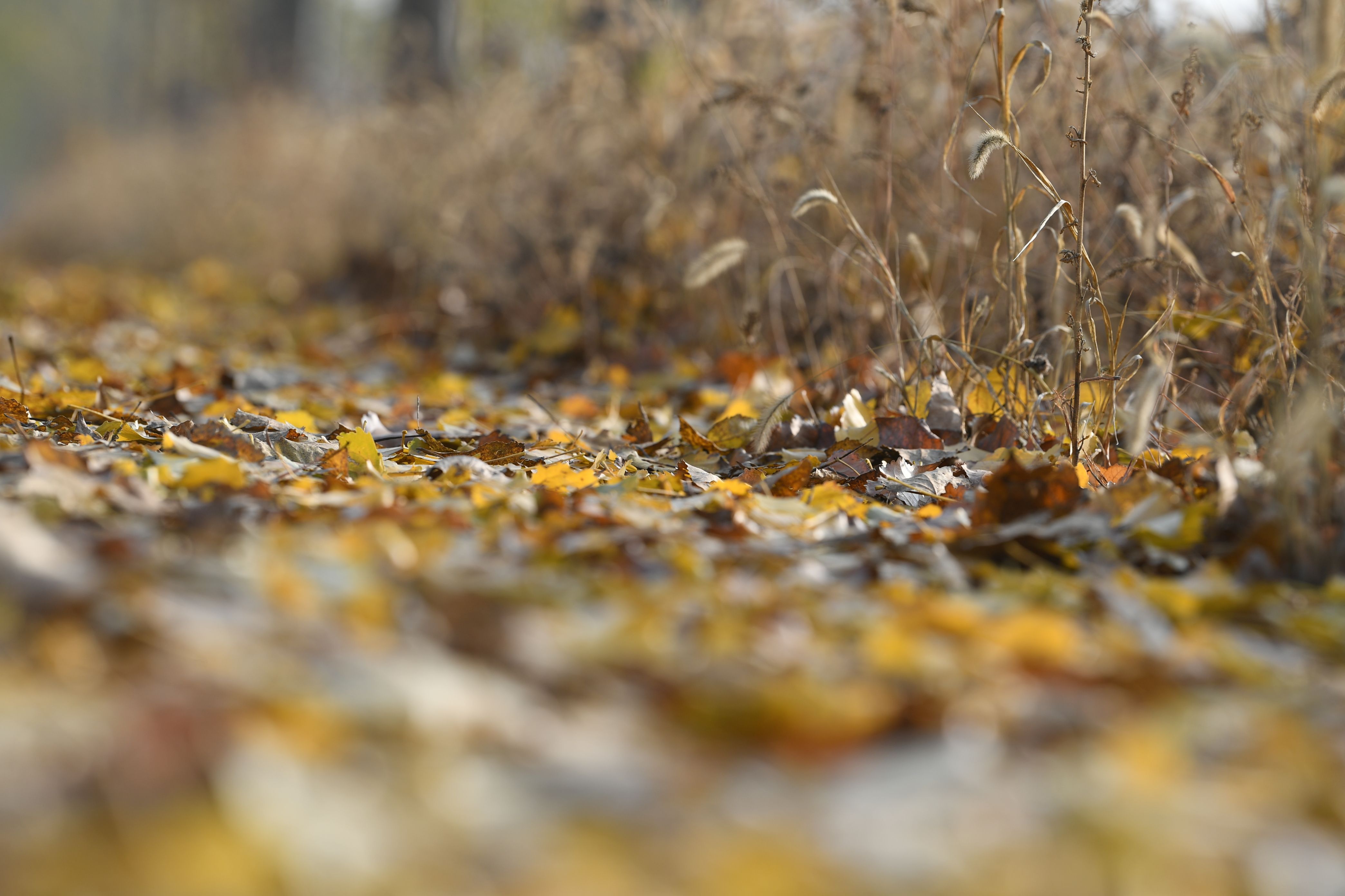 沿着妫河感受静谧的暮秋