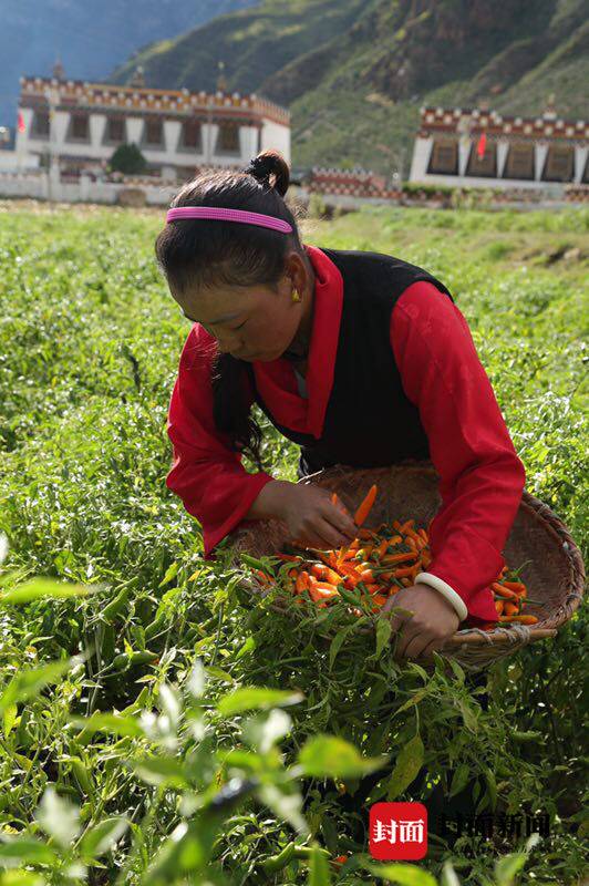小树椒大生意 高原特色农产品华丽变身__凤凰网