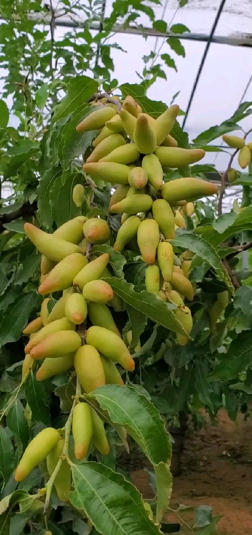 新郑市枣树研究所:红枣品种展播!