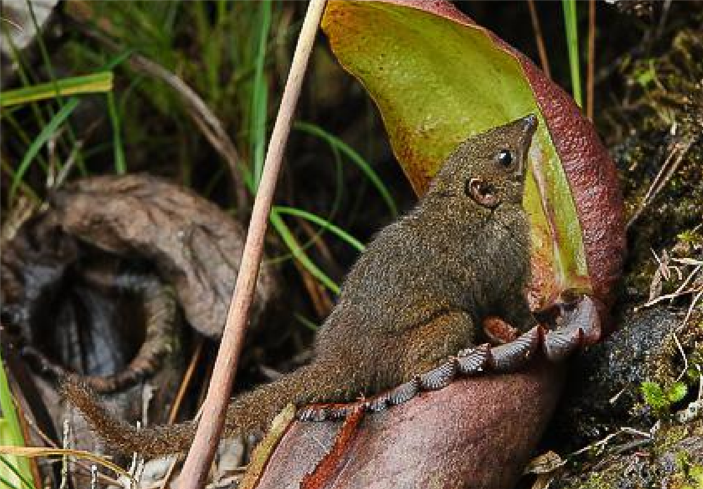 云南高黎贡山发现奇异动物,酷爱吃辣还喜欢喝酒,把猪笼草当厕所