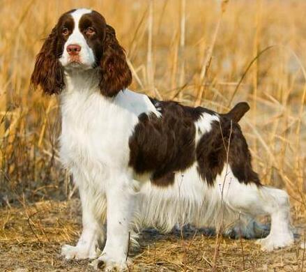 养好史宾格犬,你不可不知道的小秘密__凤凰网