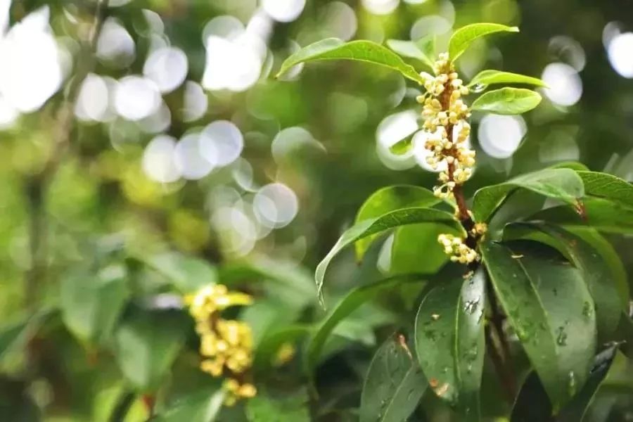 《2019杭州桂花地圖》上線!杭州伢兒熟悉的桂花香回來啦__鳳凰網