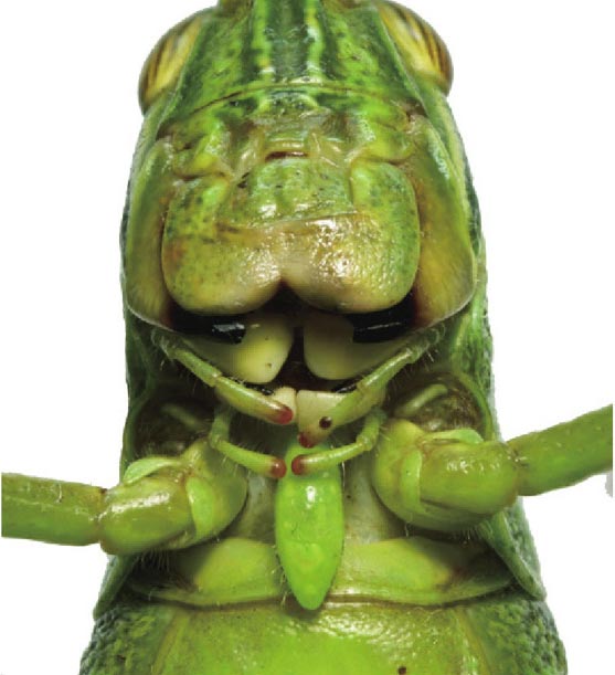 蝗虫咀嚼式口器图片图片