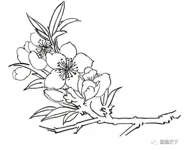 书画鉴赏丨白描迎春花鸟图片欣赏
