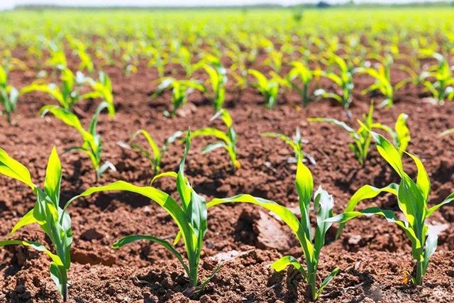 耐旱,耐高温,耐贫瘠,这个玉米品种真牛!种植面积过100万亩__凤凰网