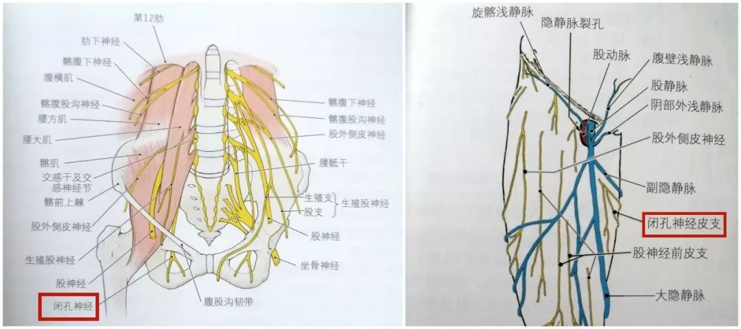 闭孔解剖结构图详解图片