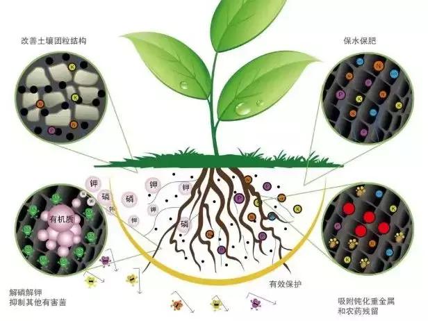 都知道要补充土壤微生物,微生物都在土壤中干些啥,你知道吗?
