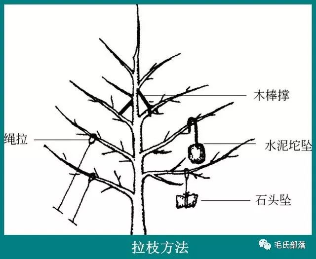 樱桃树栽培技术樱桃树整形修剪的主要措施