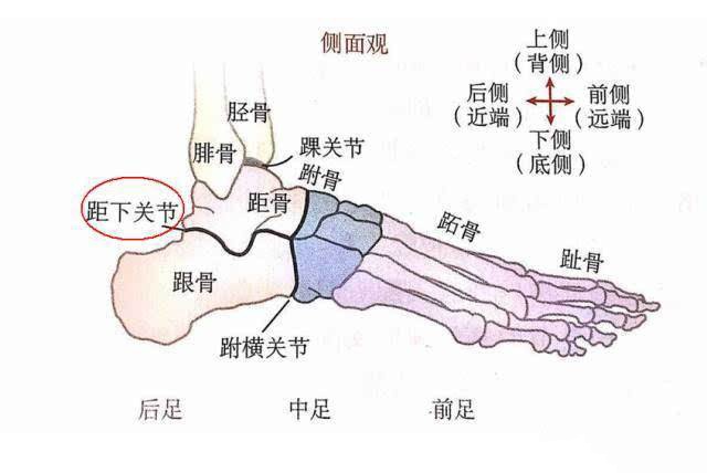 腿胫骨位置的图示图片