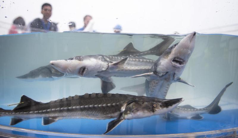 67它活了13亿年熬过了恐龙灭绝长江口放流30尾中华鲟游向东海