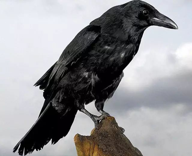 为什么乌鸦嘴特别灵?