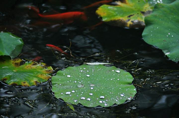 读一首诗李商隐《微雨,空虚不眠夜,微雨细可闻