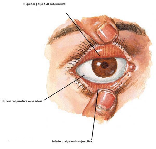 结膜是覆盖在上,下眼睑内和眼球前面的一层透明薄膜,它是眼睛抵御外界