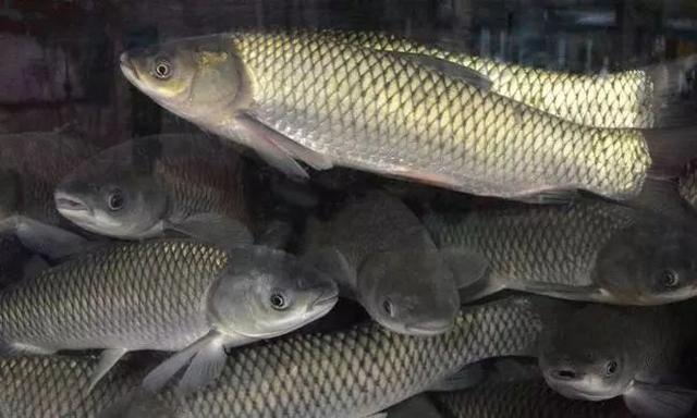 行情回暖草鱼要开涨成鱼最高卖58元斤多地价格上涨