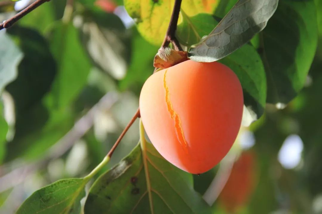 富平吊柿饼一口下去满满都是流心