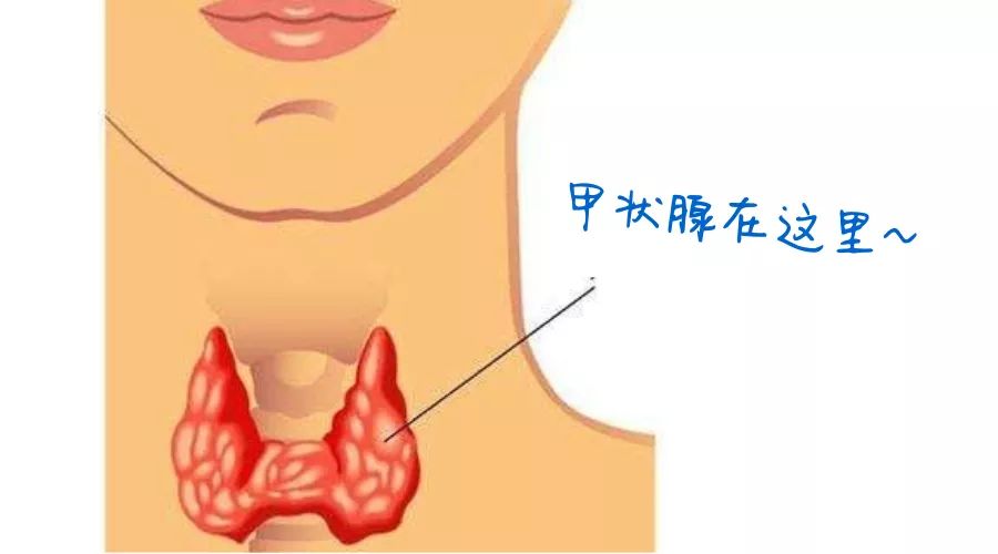 女人甲状腺位置图片图片