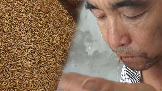 烤虫吃农民养面包虫烤着吃真香