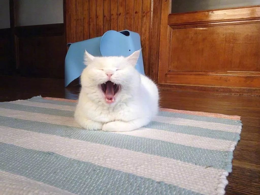 一只很困的猫咪随便抓拍都在打哈欠