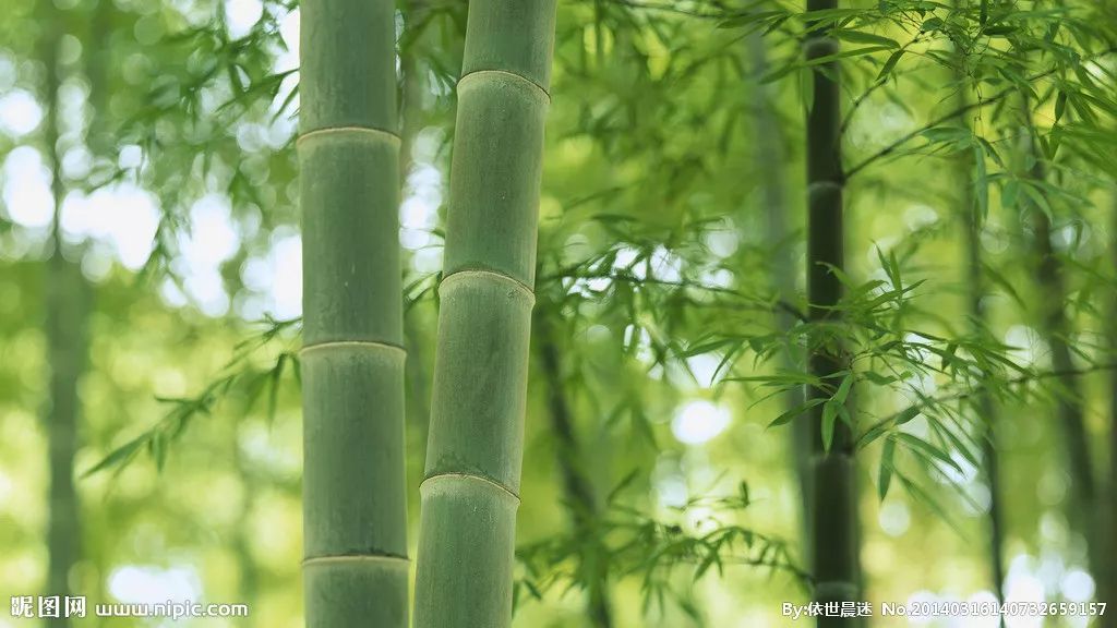 花中四君子澹竹