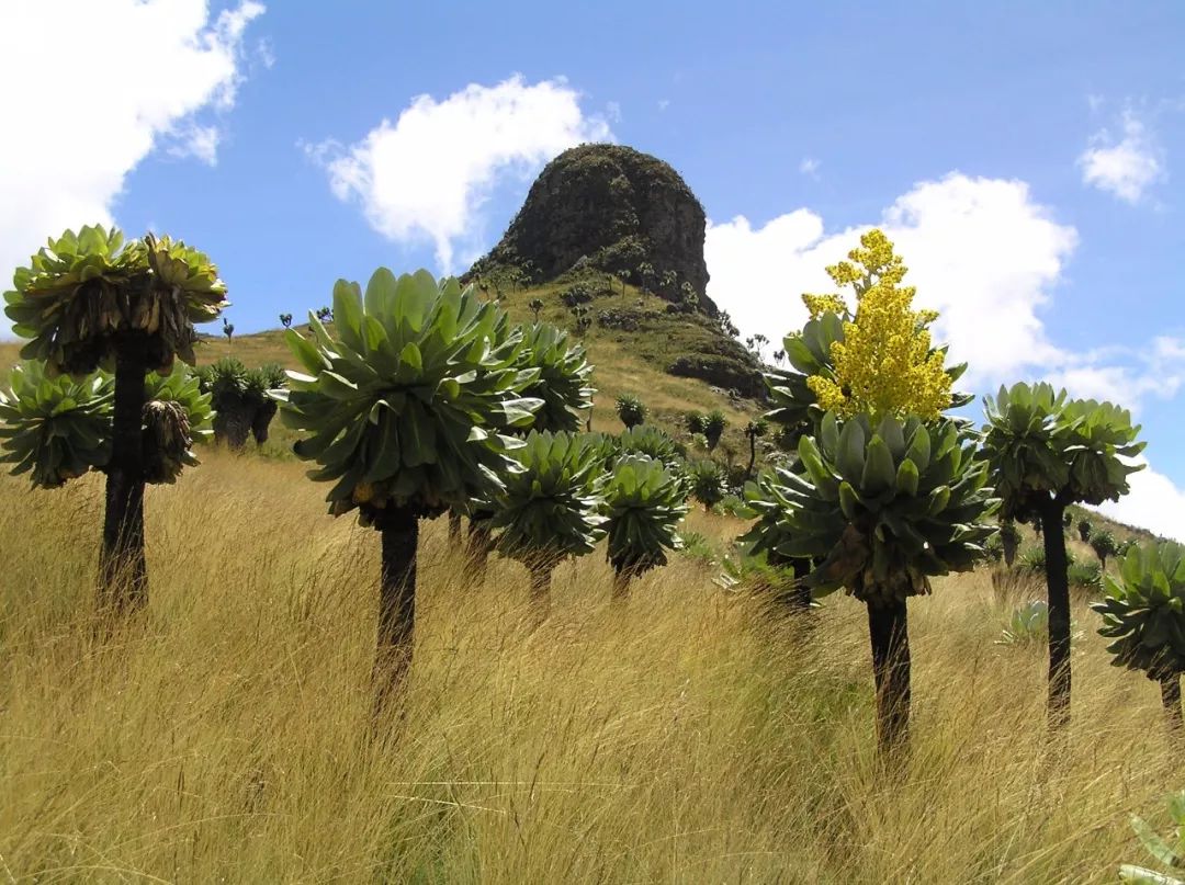 这些神奇的非洲植物长相独特花朵和叶子都太奇怪了