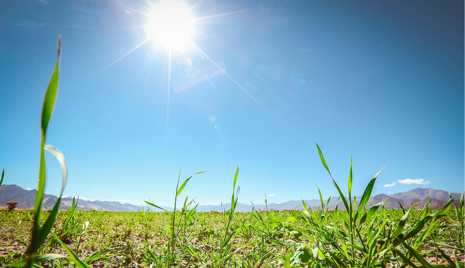 保护生态环境,自然堂在喜马拉雅种下绿麦草