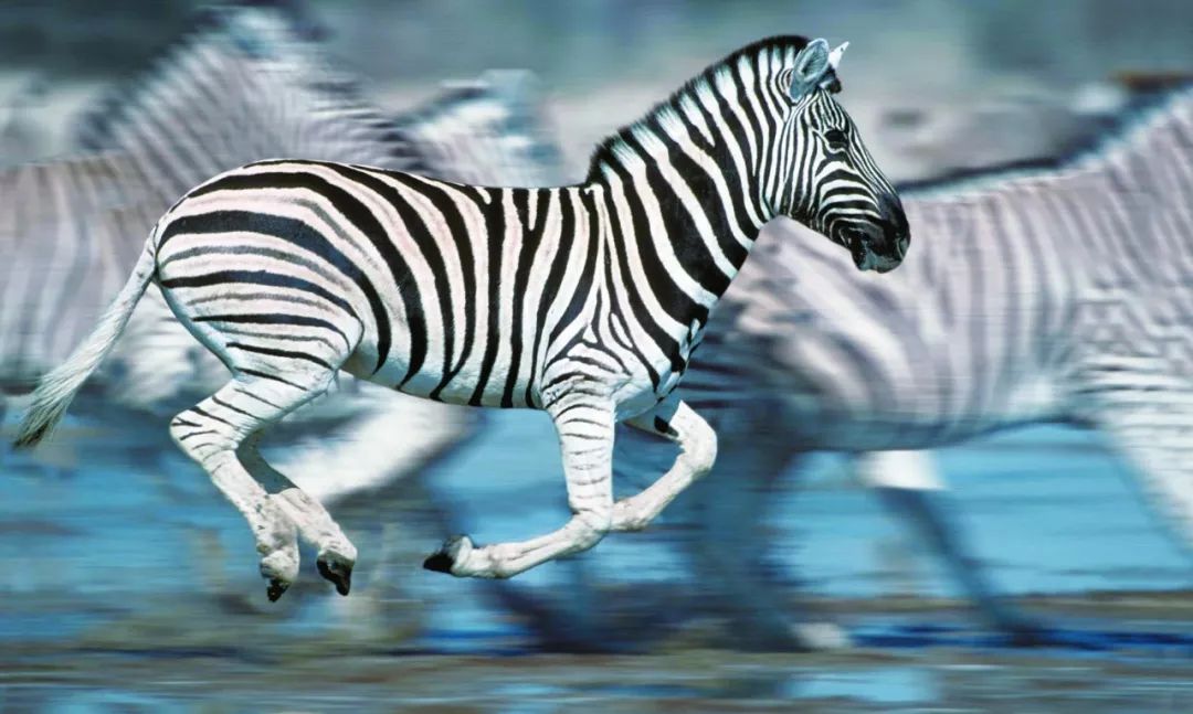 斑马条纹:一个复杂的进化问题