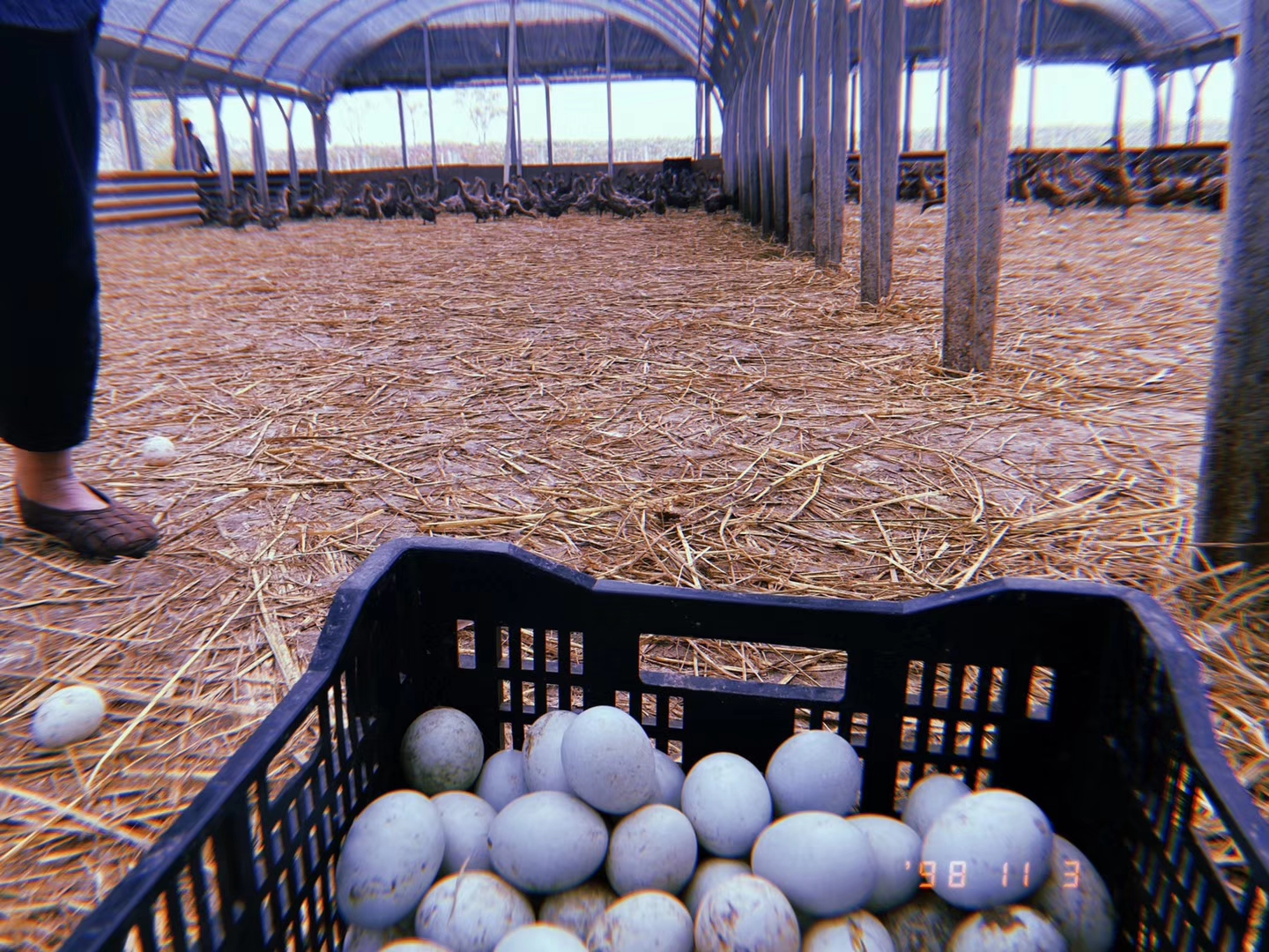 产蛋鸭是指从开始产蛋到淘汰为止,这段时间的成年鸭.