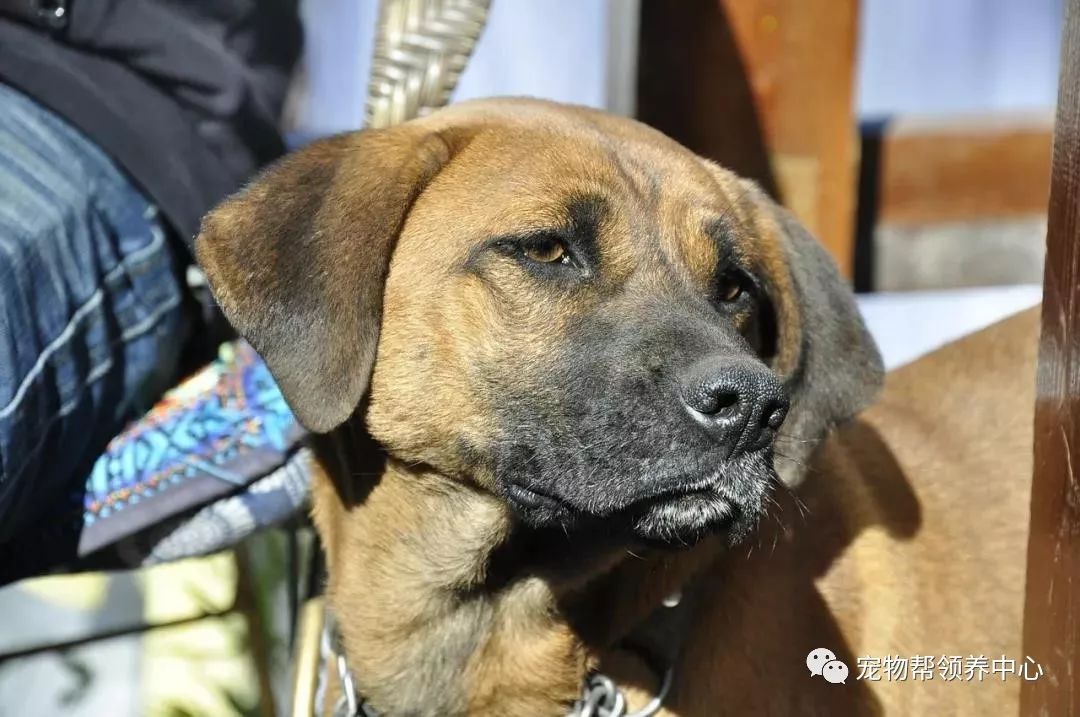 中華田園犬從禁養名單移除!