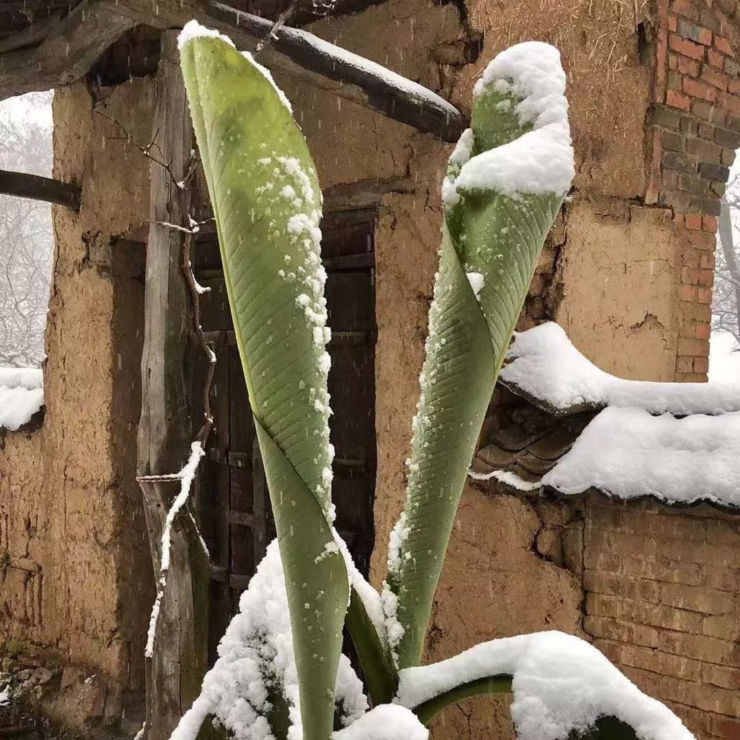 十二月雪里芭蕉还王维一个公道