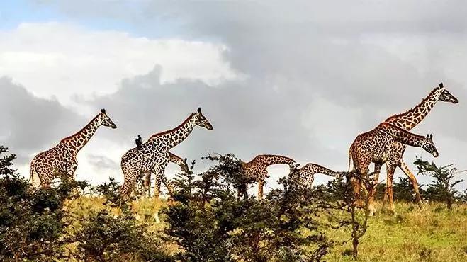 野奢鼻祖!睡在野生動物的棲息地,落日晚餐看非洲五霸