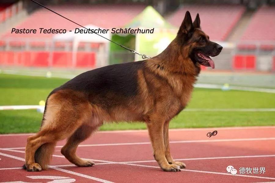 德牧图集:狼王va1 remo vom fichtenschlag
