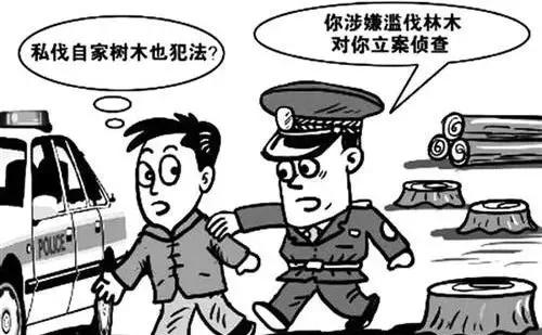 砍自家的树咋就犯法了?
