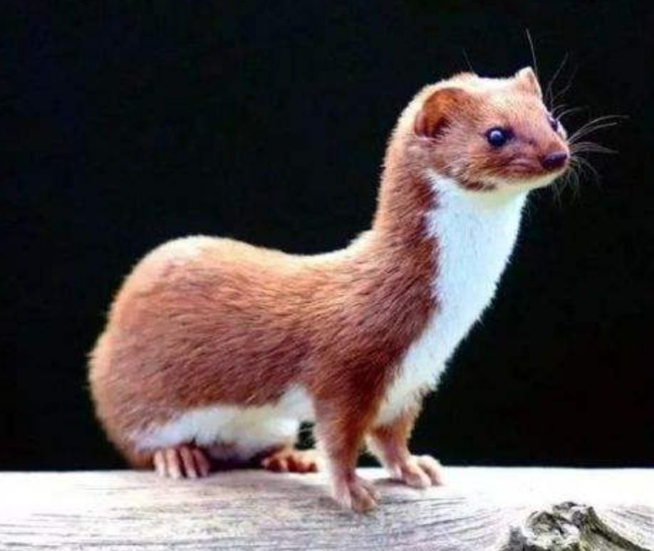 千年黑万年白的黄鼠狼其修行之路到底有多难