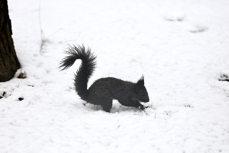 颐和园中,松鼠在雪中觅食